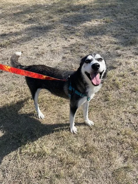 An adult medium-sized female Mixed Breed dog named Pepper for adoption in Dallas, TX