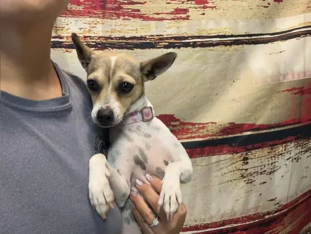 A young small-sized female Rat Terrier dog named Princess for adoption in Miami, FL