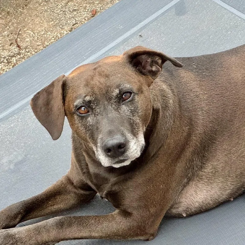 Stella Rose thumbnail 2