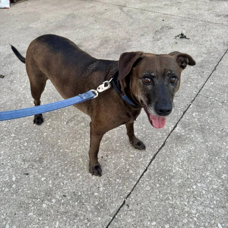 Stella Rose thumbnail 3