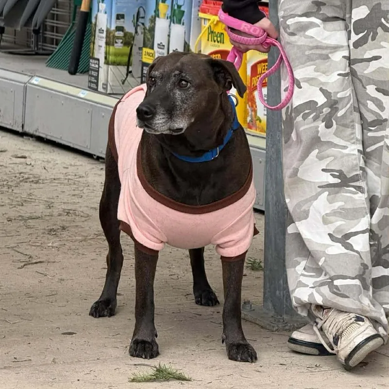 Stella Rose thumbnail 4