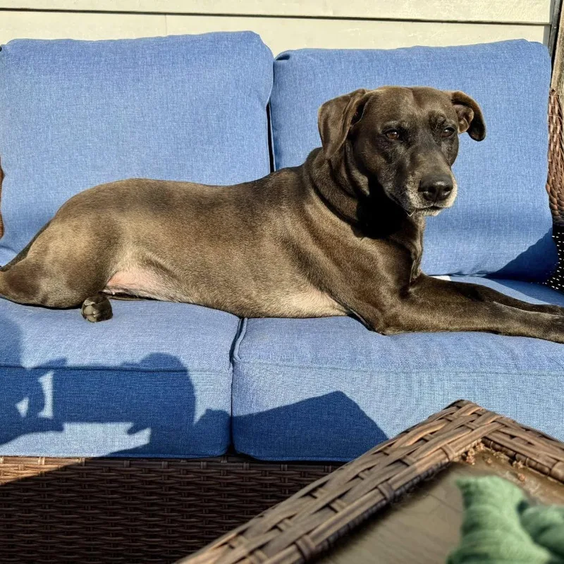 Stella Rose thumbnail 5