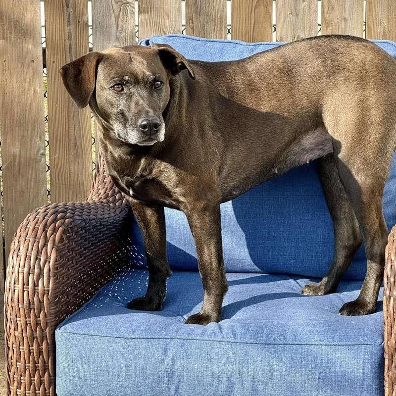 Stella Rose thumbnail 6