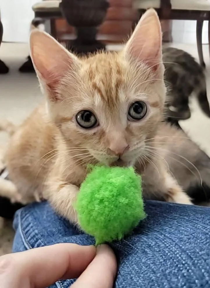 A baby small-sized female Orange / Red Domestic Short Hair cat named Dahlia for adoption in Locust Grove, GA