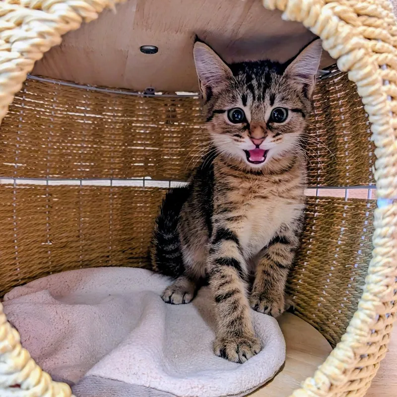A baby small-sized male Brown / Chocolate Domestic Short Hair cat named DumpStar for adoption in Huntsville, AR