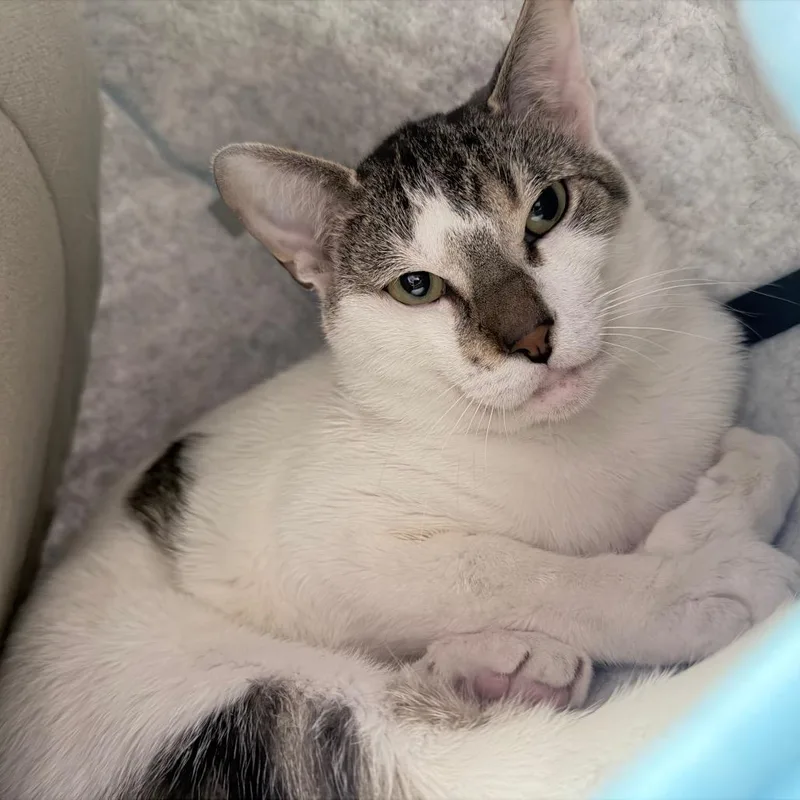 An adult large-sized male White Domestic Short Hair cat named Archibald for adoption in Titusville, FL