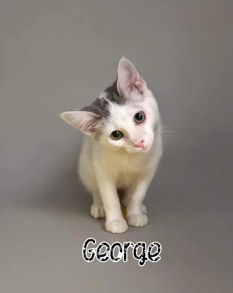 George thumbnail 2