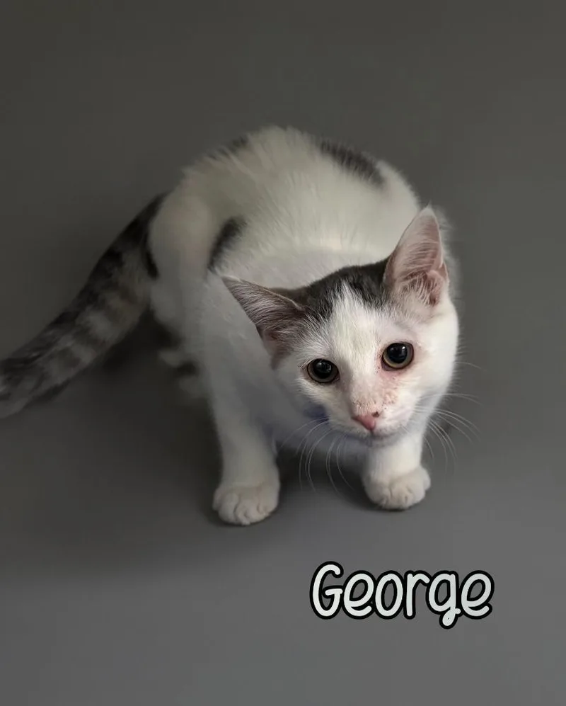George thumbnail 3