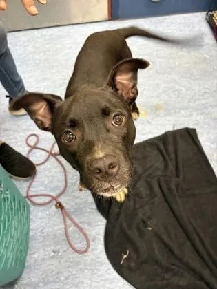 A young medium-sized female Black Mixed Breed dog named Cucumber for adoption in Charleston, SC