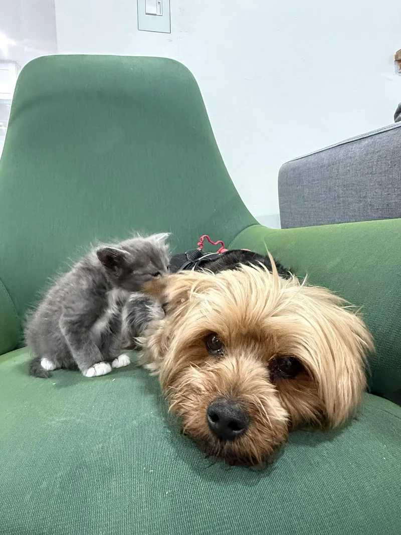 Fluffy Baby Bonded W