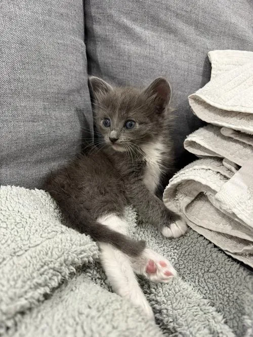 Fluffy Baby Bonded W thumbnail 2