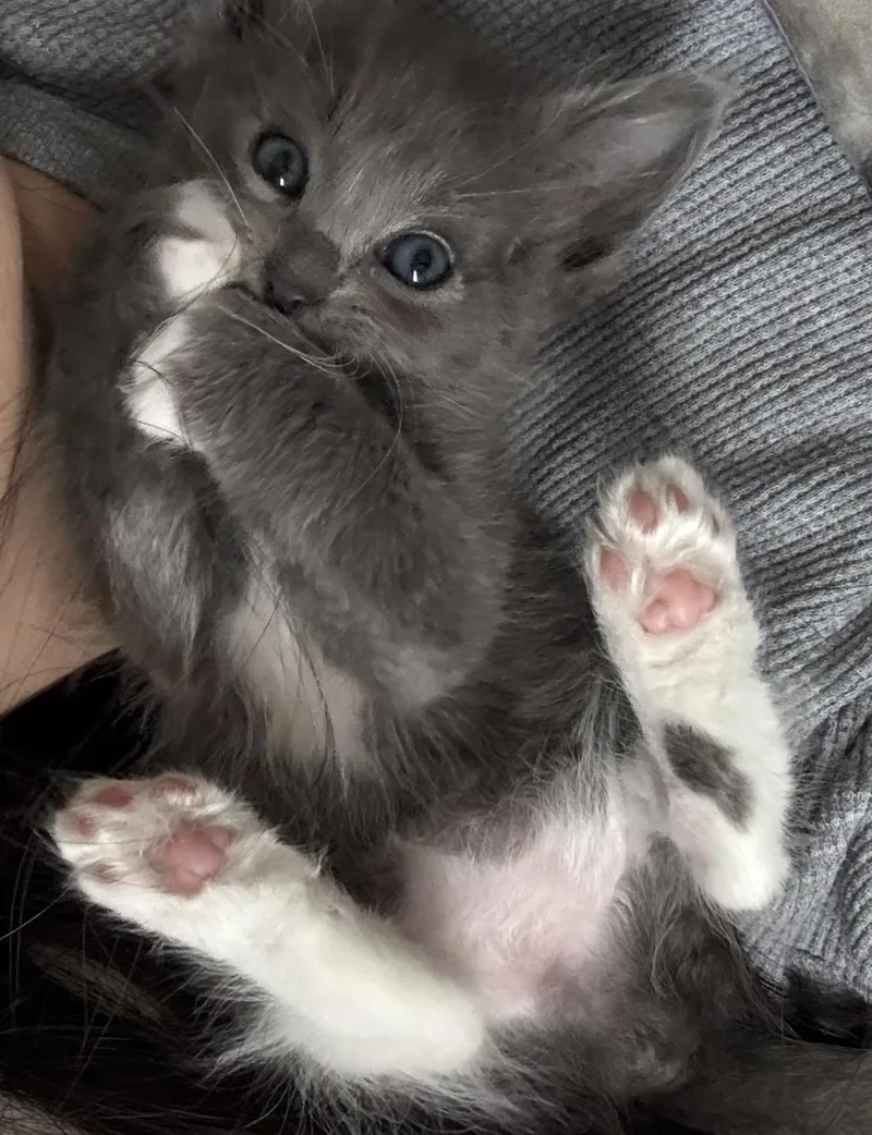 Fluffy Baby Bonded W thumbnail 3