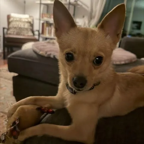Lola