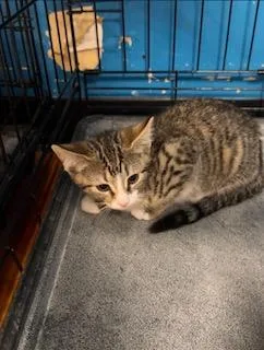 A baby medium-sized female Tabby (Brown / Chocolate) Domestic Short Hair cat named Truffle for adoption in Louisville, KY