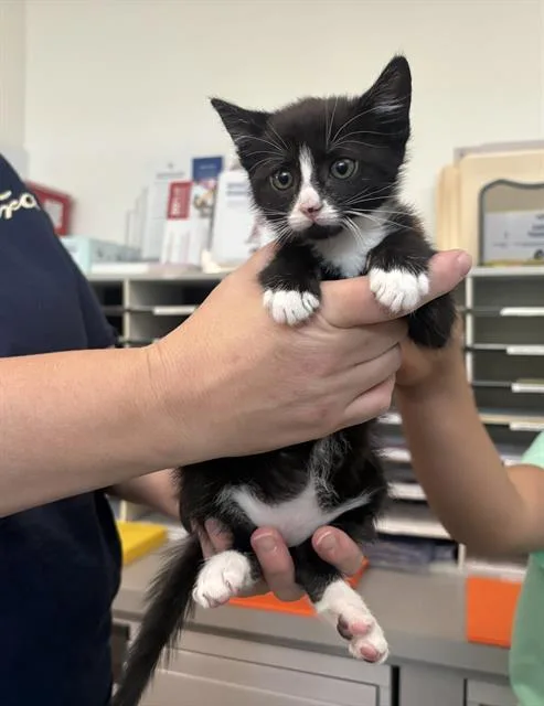 A baby small-sized female Domestic Short Hair cat named Cry Baby Grace for adoption in Antioch, CA