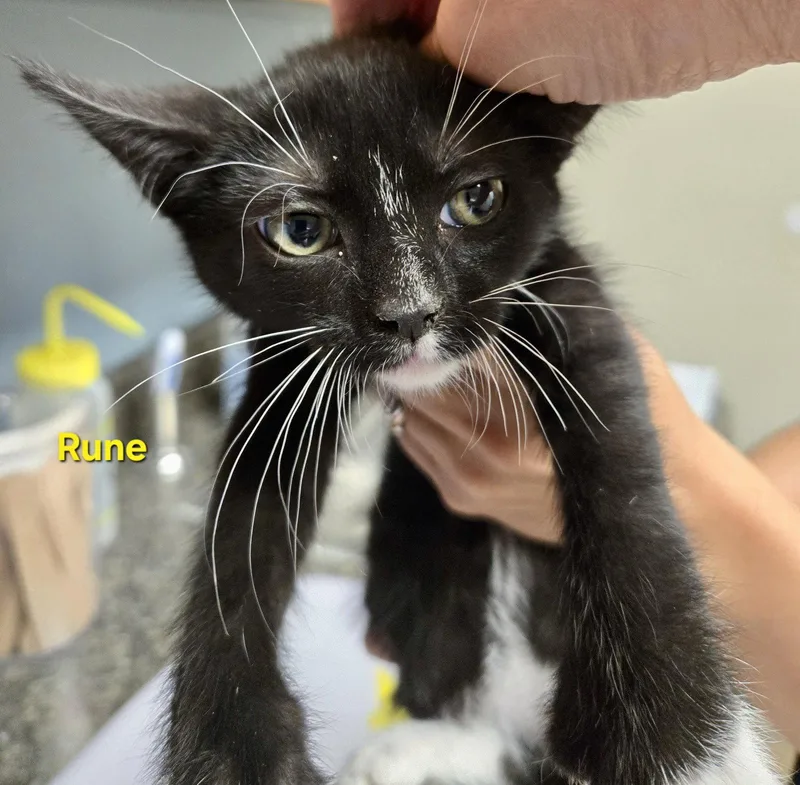 A baby medium-sized female Extra-Toes Cat / Hemingway Polydactyl cat named Rune for adoption in Penndel, PA