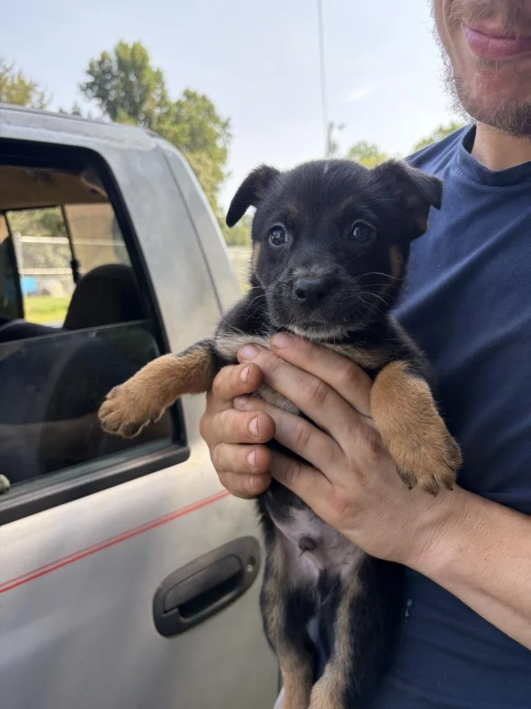 A baby small-sized male Shepherd dog named Rolo for adoption in Lawrenceburg, TN