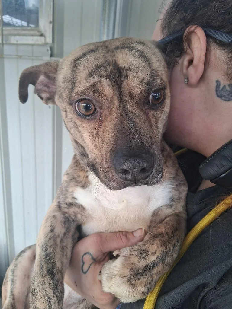 A young medium-sized male Labrador Retriever dog named Max for adoption in Brownwood, TX