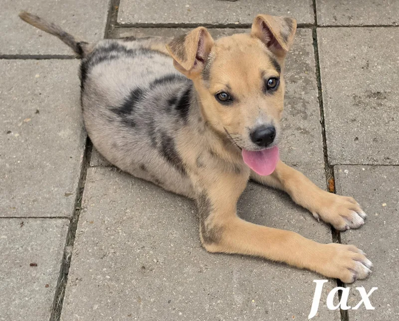 A baby medium-sized male Catahoula Leopard Dog dog named Jax for adoption in Edinburg, TX