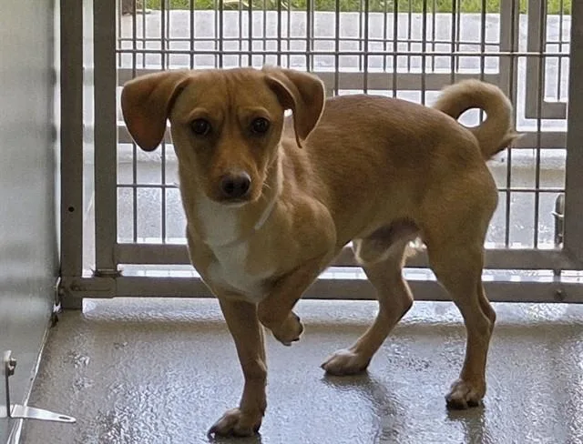 A baby small-sized male Brown / Chocolate Dachshund dog named Slinky for adoption in San Clemente, CA