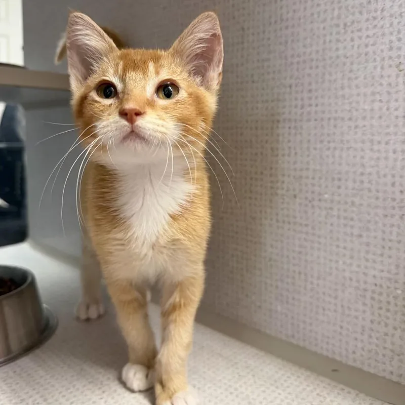 A baby small-sized male Orange / Red Domestic Short Hair cat named Graham Cracker for adoption in Buffalo, MN