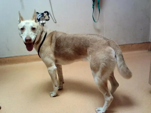 An adult large-sized male Siberian Husky dog named Remy for adoption in Martinez, CA
