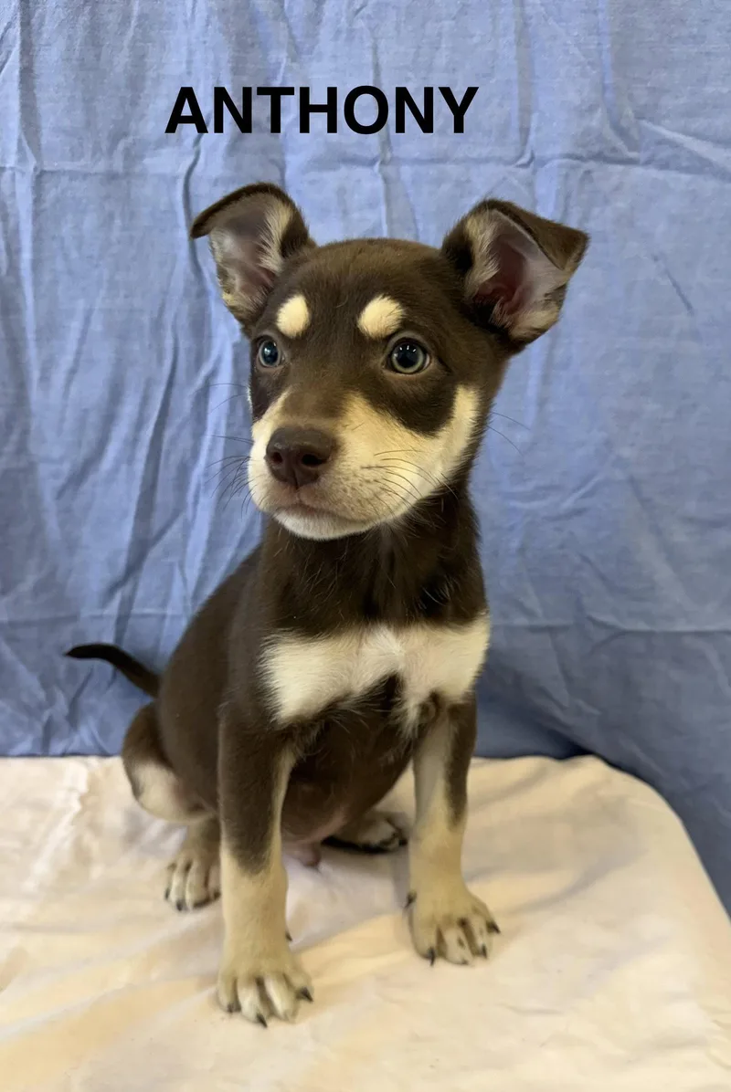 A young medium-sized male Husky dog named Anthony for adoption in Pottstown, PA