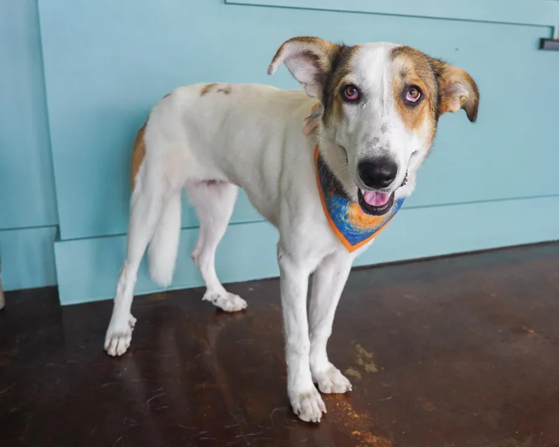 A young medium-sized female White / Cream Anatolian Shepherd dog named Layla for adoption in San Antonio, TX