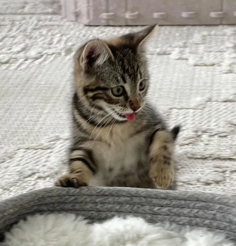 A baby small-sized female Tabby (Brown / Chocolate) American Shorthair cat named Eloise for adoption in Staten Island, NY