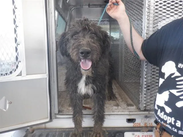 A young large-sized male Poodle dog named Doodle for adoption in Oroville, CA