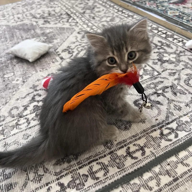 Booberry thumbnail 2