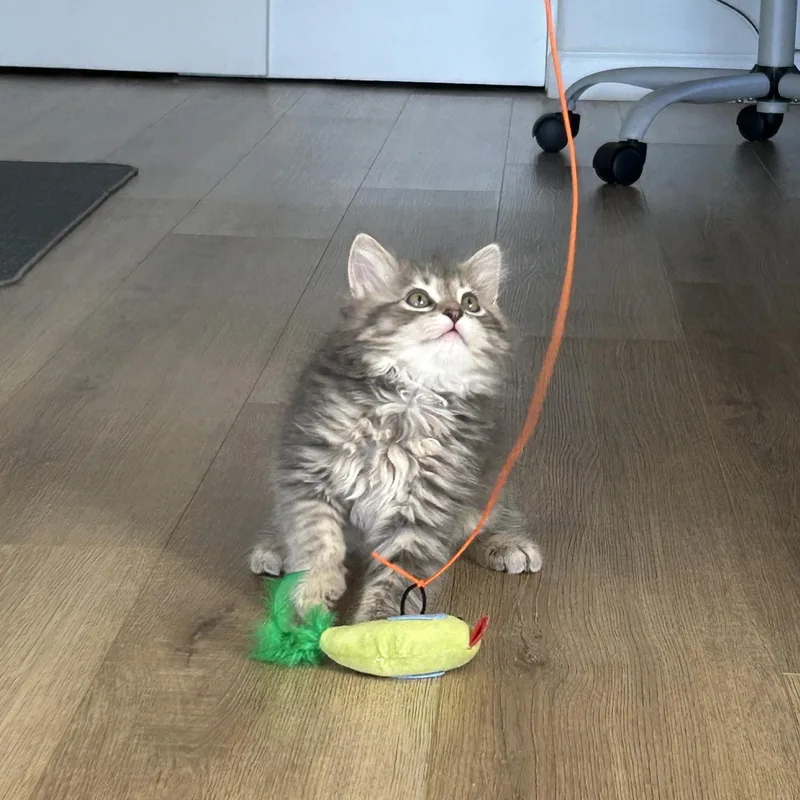 Booberry thumbnail 3