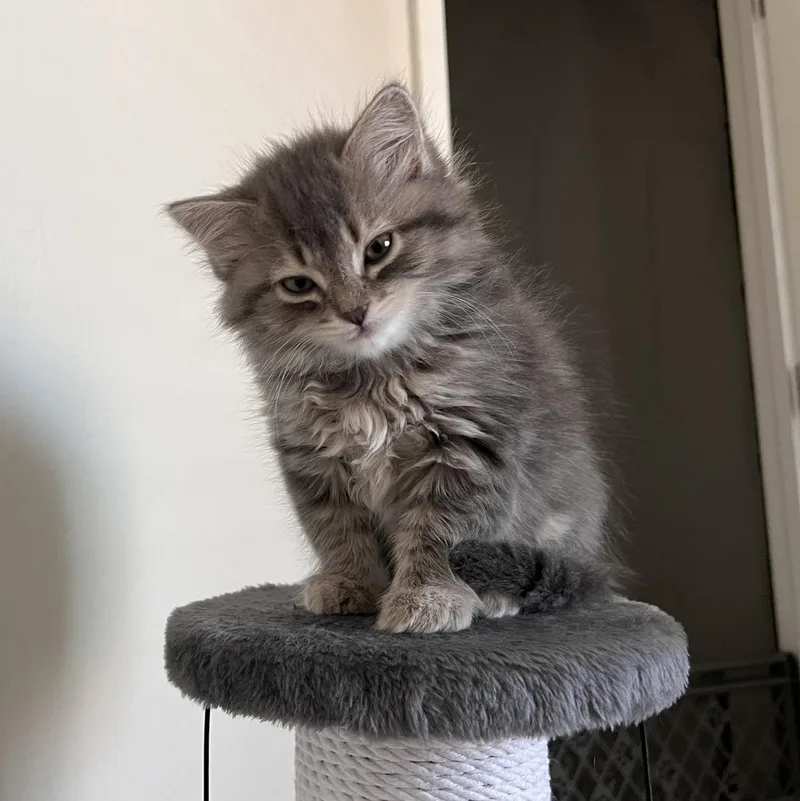 Booberry thumbnail 4