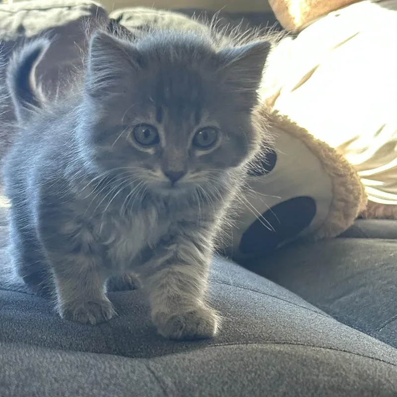 Booberry thumbnail 6