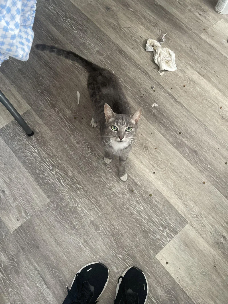 An adult medium-sized female Domestic Short Hair cat named Karina Sherman for adoption in Trenton, NJ