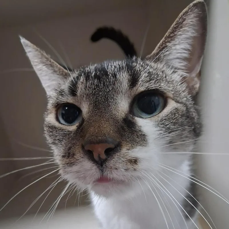 A senior small-sized male Domestic Short Hair cat named Lucky for adoption in Monticello, IA