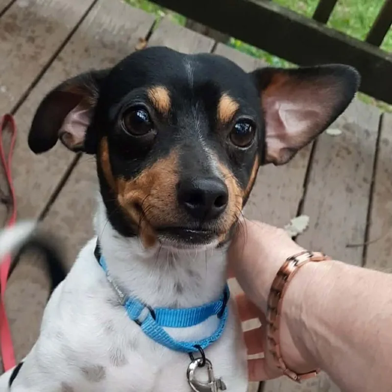 An adult small-sized male Chihuahua dog named Lefty for adoption in Olathe, KS