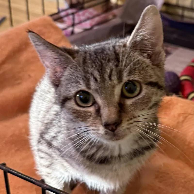 A young medium-sized male Tabby (Brown / Chocolate) Domestic Short Hair cat named Chips for adoption in West Orange, NJ