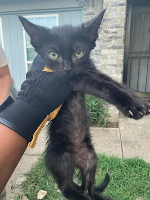 A baby small-sized male Domestic Short Hair cat named Spider for adoption in Dallas, TX