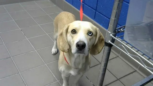 A young medium-sized female Beagle dog named Ms Thang for adoption in Albuquerque, NM