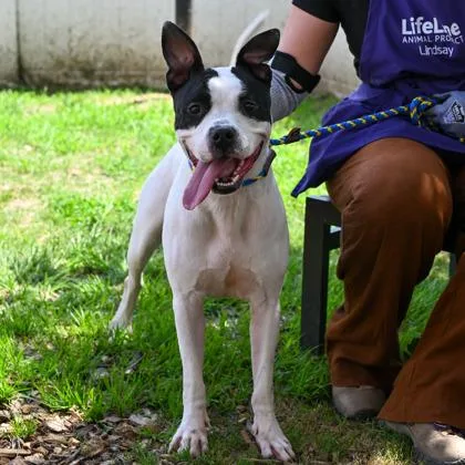 An adult large-sized female Mixed Breed dog named Shera for adoption in Chamblee, GA
