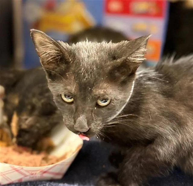 A baby small-sized female Domestic Short Hair cat named Maple for adoption in Conroe, TX