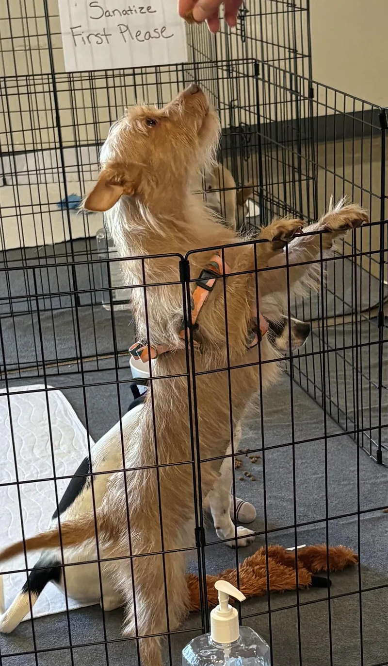 A young small-sized female Yellow / Tan / Blond / Fawn Yorkshire Terrier dog named Louise for adoption in Oakdale, CA
