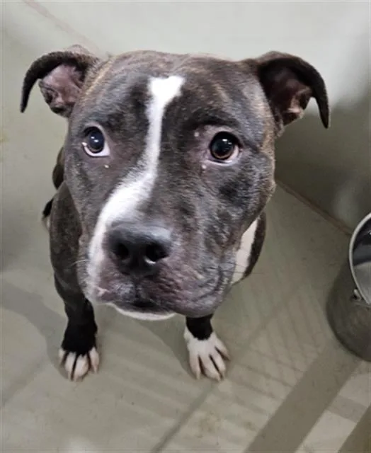 A senior medium-sized female Black Pit Bull Terrier dog named Mary  URGENT for adoption in Thousand Oaks, CA