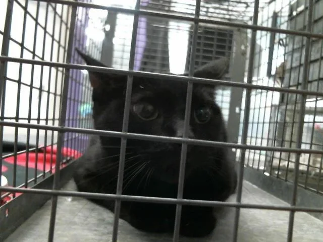 An adult medium-sized female Domestic Short Hair cat named Squeeky for adoption in Houston, TX