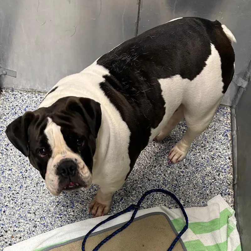 An adult medium-sized female White / Cream English Bulldog dog named Danica for adoption in Greenville, SC