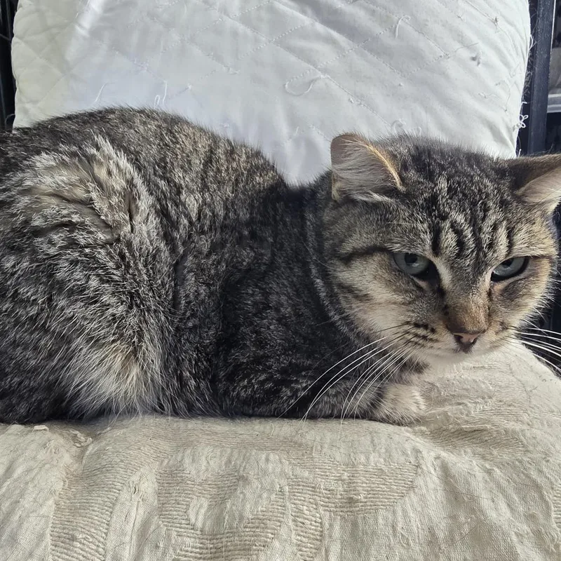 An adult medium-sized female Brown / Chocolate Domestic Short Hair cat named Ottilie for adoption in Long Beach, CA