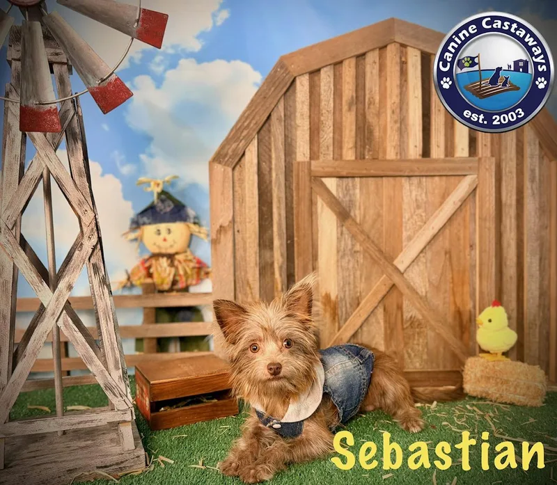Sebastian thumbnail 2