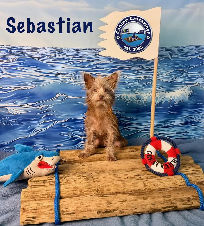 Sebastian thumbnail 3