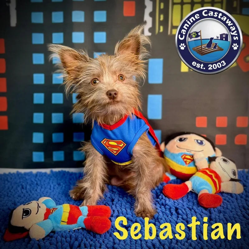 Sebastian thumbnail 4